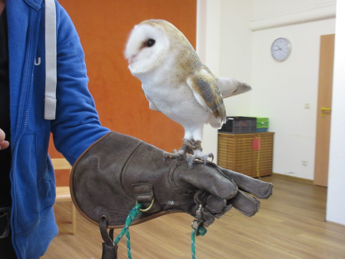 Eule Hedwig besucht die Kita – Ev. FZ Rönskenhof